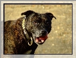Staffordshire Bull Terrier, obro�a